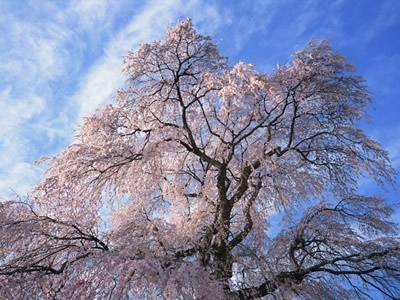 4月の営業日のお知らせ