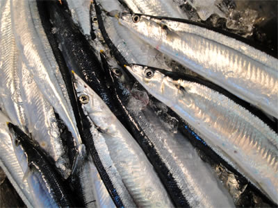 写真：取扱商品（さんま；Sanma, Saury）