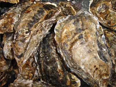 写真：取扱商品（カキ； Kaki, Oyster）