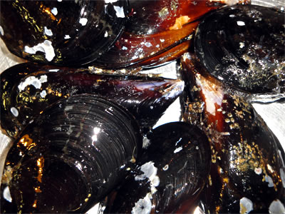 写真：取扱商品（ムール貝； Muru-gai, Mussel）